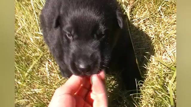 Video preview image #1 German Shepherd Dog Puppy For Sale in PIEDMONT, MO, USA
