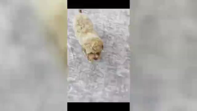 Video preview image #5 Maltipoo (Toy) Puppy For Sale in WARSAW, IN, USA