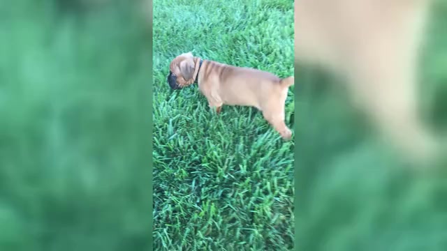 Video preview image #1 Boxer Puppy For Sale in APPLE CREEK, OH, USA