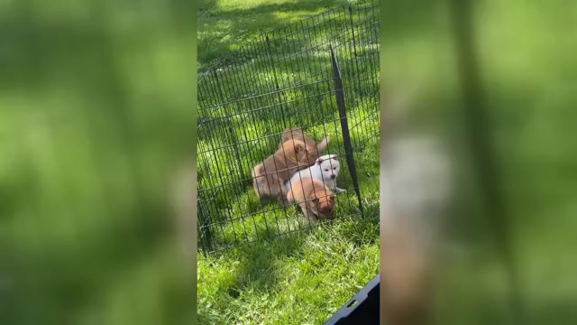 Video preview image #2 Shiba Inu Puppy For Sale in PLAINFIELD, IL, USA
