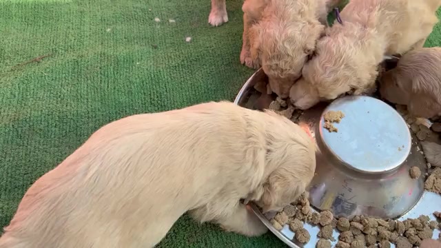 Video preview image #1  Breeder Profile in EL CAJON, CA, USA