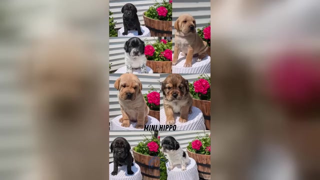 Video preview image #7  Breeder Profile in GOSHEN, IN, USA