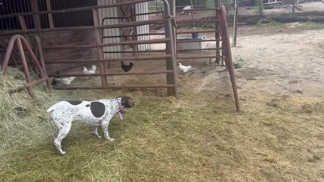 Video preview image #3  Breeder Profile in LEXINGTON, SC, USA