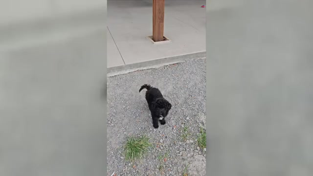 Video preview image #1 Goldendoodle (Miniature) Puppy For Sale in COLVILLE, WA, USA