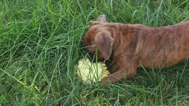 Video preview image #1 Boxer Puppy For Sale in SHIPSHEWANA, IN, USA
