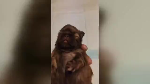 Video preview image #1 Shih Tzu Puppy For Sale in FANNING SPGS, FL, USA