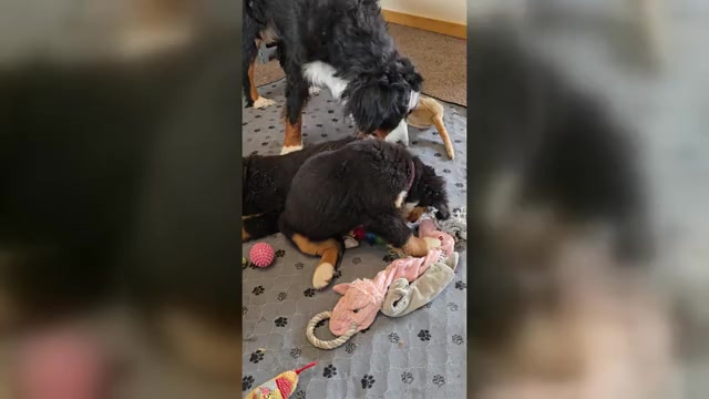 Video preview image #20  Breeder Profile in SALMON, ID, USA