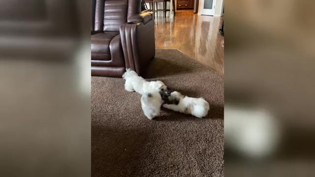 Video preview image #2 Mal-Shi Puppy For Sale in ROGERS, MN, USA