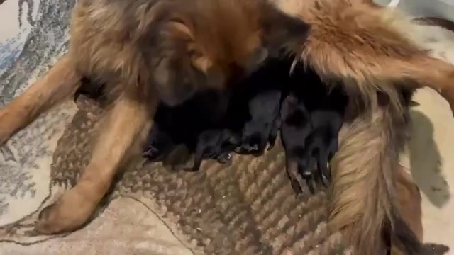 Video preview image #1 German Shepherd Dog Puppy For Sale in NEWVILLE, PA, USA