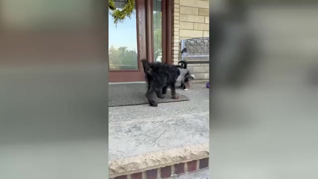 Video preview image #1 Bernedoodle Puppy For Sale in WOLCOTT, IN, USA