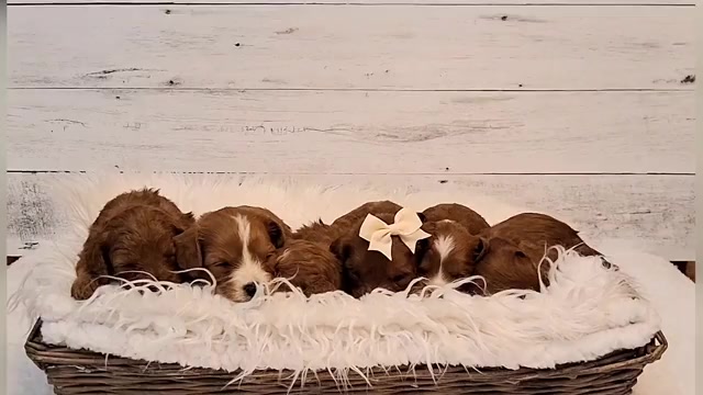 Video preview image #1 Cavapoo (Miniature) Puppy For Sale in HANCOCK, MN, USA