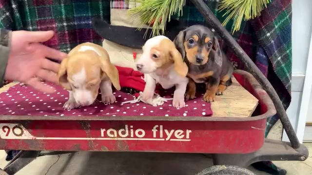 Video preview image #1 Dachshund Puppy For Sale in WAKARUSA, IN, USA