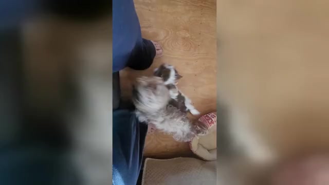 Video preview image #2 Havashire Puppy For Sale in CHICKASHA, OK, USA