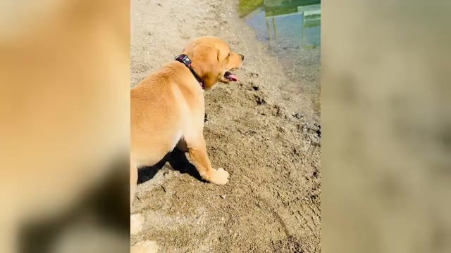 Video preview image #1 Labrador Retriever Puppy For Sale in SYRACUSE, IN, USA