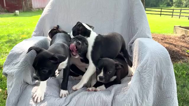Video preview image #1 Boston Terrier Puppy For Sale in WAKARUSA, IN, USA
