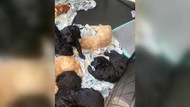 Video preview image #1 Goldendoodle Puppy For Sale in MEMPHIS, TN, USA