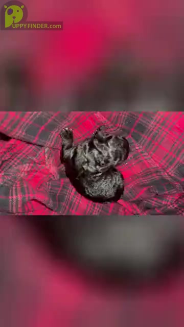 Video preview image #1 French Bulldog Puppy For Sale in LOS ANGELES, CA, USA