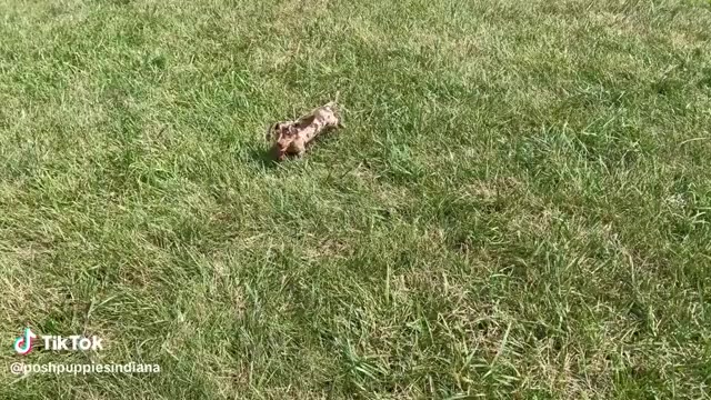 Video preview image #1 Dachshund Puppy For Sale in WARSAW, IN, USA