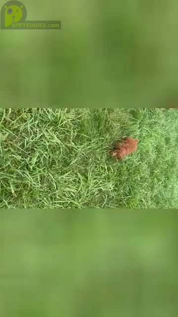 Video preview image #32 Poodle (Miniature) Puppy For Sale in WARSAW, IN, USA