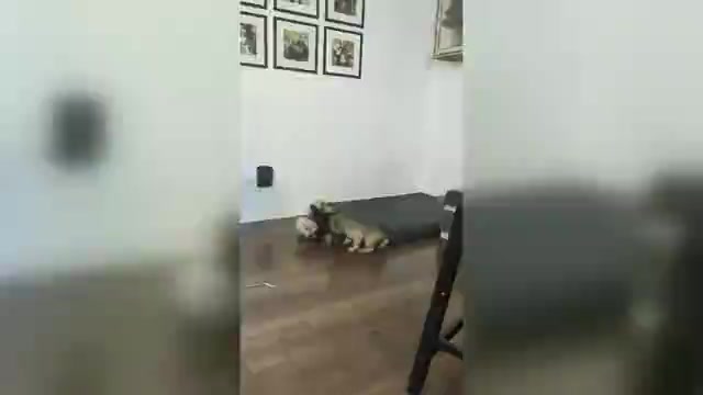 Video preview image #3 French Bulldog Puppy For Sale in WEST CHESTER, PA, USA