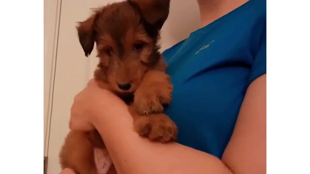 Video preview image #2  Breeder Profile in PERU, IN, USA