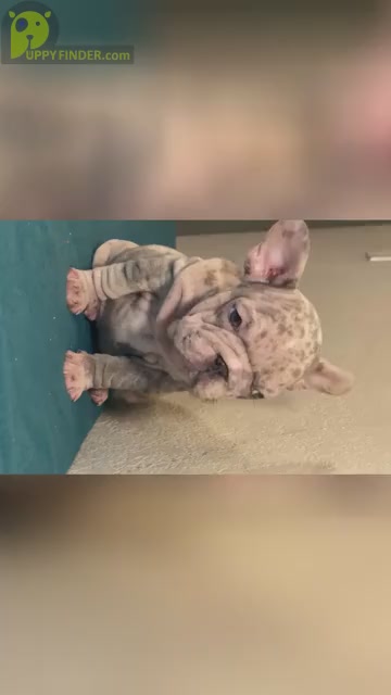 Video preview image #2 French Bulldog Puppy For Sale in COLUMBUS, OH, USA