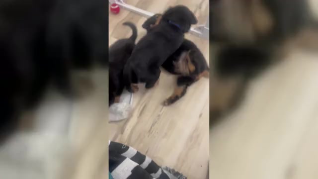 Video preview image #1 Rottweiler Puppy For Sale in RIVERSIDE, CA, USA