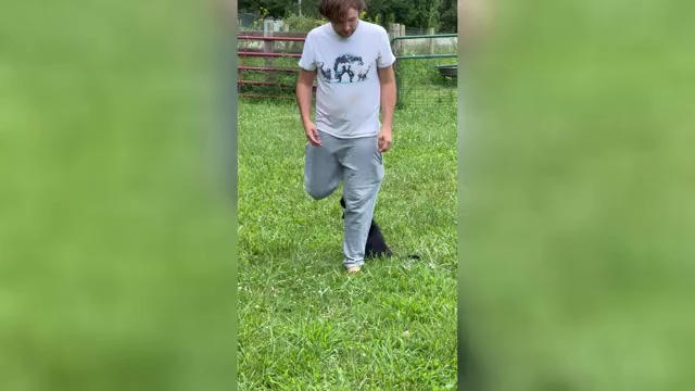 Video preview image #1 Labrador Retriever Puppy For Sale in NEOLA, WV, USA