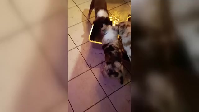Video preview image #1 Australian Shepherd Puppy For Sale in GIBSONTON, FL, USA