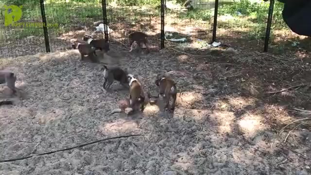 Video preview image #1  Breeder Profile in INVERNESS, FL, USA