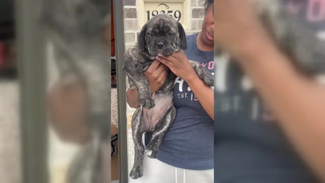 Video preview image #4 Cane Corso-Mastiff Mix Puppy For Sale in NEW CANEY, TX, USA