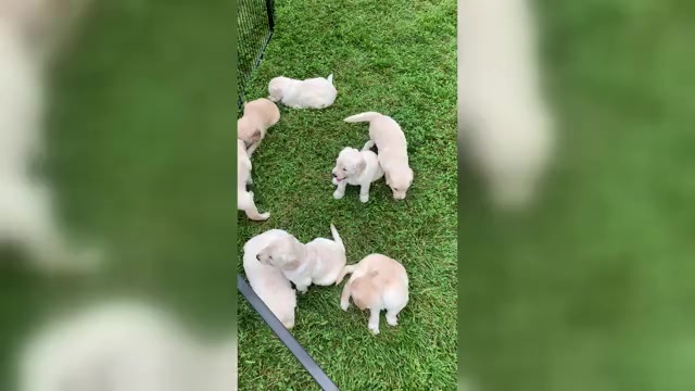 Video preview image #3 Goldendoodle Puppy For Sale in COATESVILLE, PA, USA