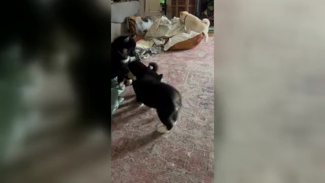 Video preview image #1 Shiba Inu Puppy For Sale in ELIZABETH CITY, NC, USA