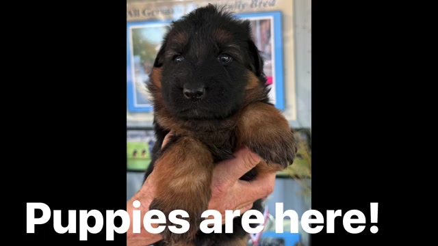 Video preview image #1 German Shepherd Dog Puppy For Sale in WILDOMAR, CA, USA