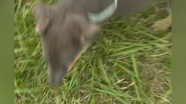 Video preview image #1 German Shepherd Dog Puppy For Sale in PIEDMONT, MO, USA