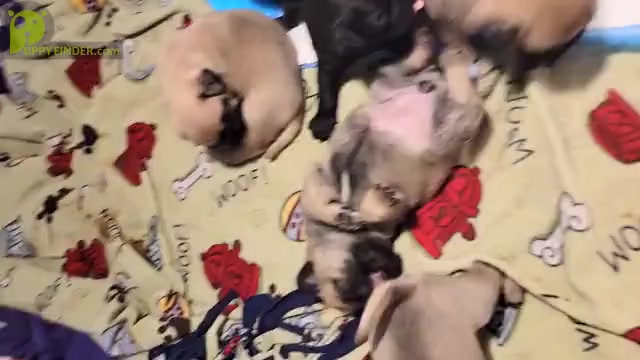 Video preview image #3  Breeder Profile in CINCINNATI, OH, USA