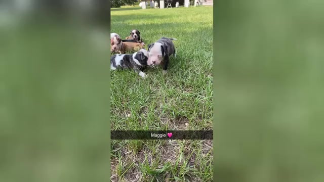 Video preview image #3 American Bulldog Puppy For Sale in FOLKSTON, GA, USA