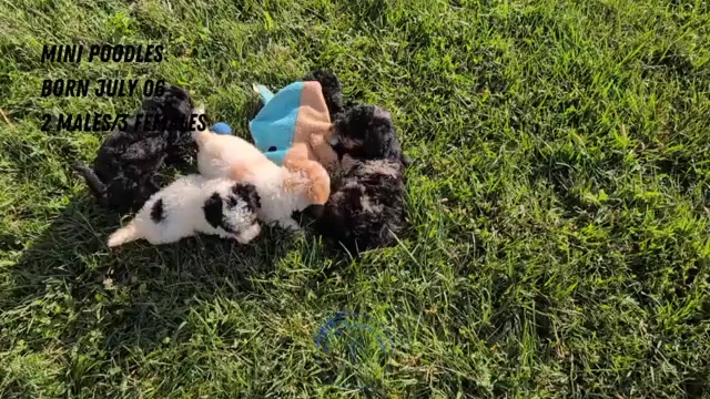 Video preview image #3 Poodle (Toy) Puppy For Sale in GOSHEN, IN, USA