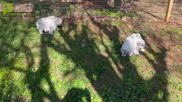 Video preview image #9 Great Pyrenees Puppy For Sale in MOUNT AIRY, NC, USA