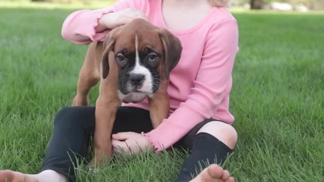 Video preview image #1 Boxer Puppy For Sale in SHIPSHEWANA, IN, USA