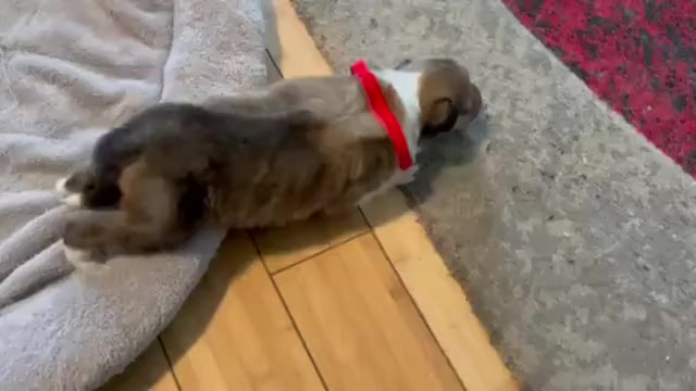 Video preview image #6 Collie Puppy For Sale in HIGH POINT, NC, USA