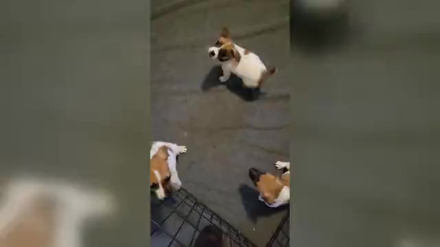 Video preview image #2 Russell Terrier Puppy For Sale in MARSHVILLE, NC, USA