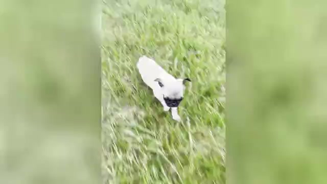 Video preview image #1 Pug Puppy For Sale in WARSAW, IN, USA