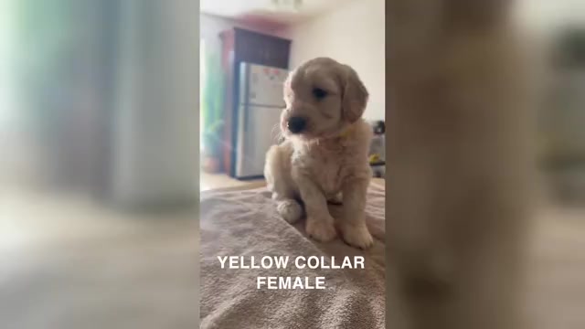 Video preview image #3 Goldendoodle Puppy For Sale in METAIRIE, LA, USA