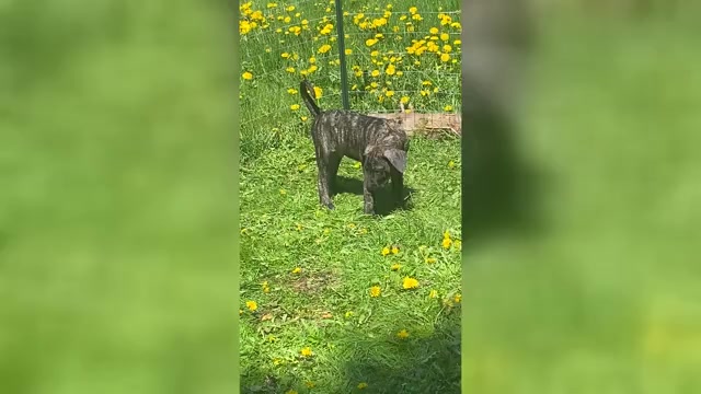 Video preview image #1 Presa Canario Puppy For Sale in ANSON, ME, USA