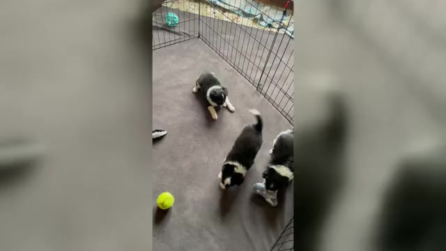 Video preview image #1 Border Collie-Papillon Mix Puppy For Sale in CULPEPER, VA, USA