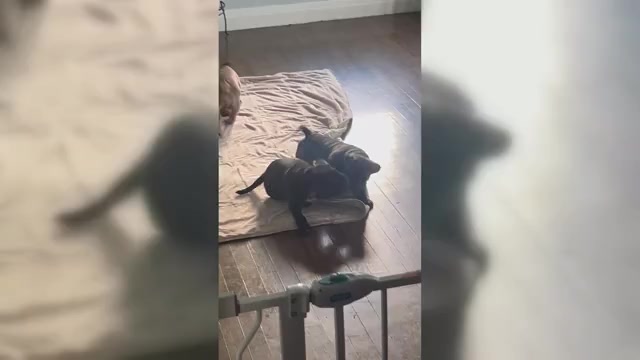Video preview image #9 American Bully-French Bulldog Mix Puppy For Sale in CHICAGO, IL, USA