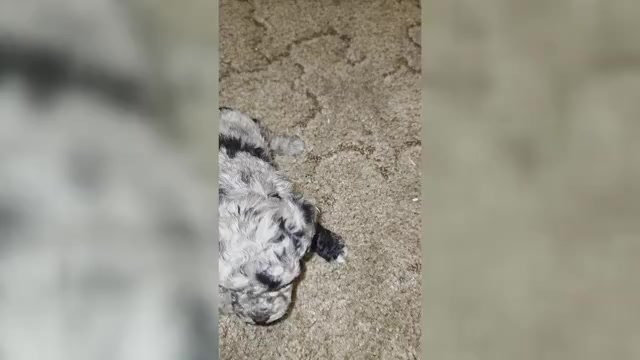 Video preview image #2 Poodle (Toy) Puppy For Sale in DYERSBURG, TN, USA