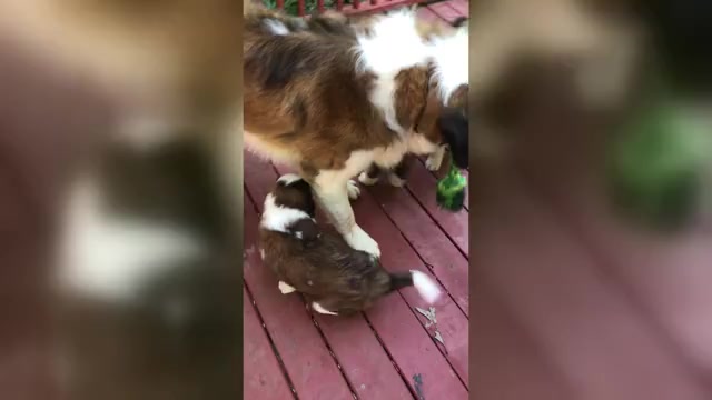 Video preview image #1 Saint Bernard Puppy For Sale in CERESCO, MI, USA