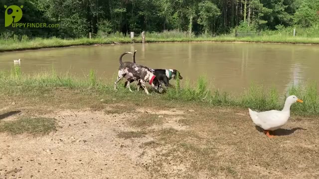 Video preview image #6 Catahoula Leopard Dog Puppy For Sale in ELTON, LA, USA